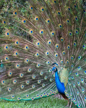 Peacock stock photos. Close-up profile,displaying fold open elaborate fan with train, feathers with blue-green plumage with eye spots on the fan tail, head ornament in its habitat and environment. 