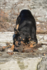 In self-isolation, you can walk your dog in the woods and swim with it in the river. The dog likes to run after sticks and gnaw them.
