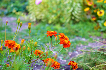 Pink and red small marigold flowers in the garden