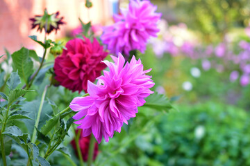 Red and purple Dahlias in the garden in the green