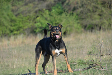 On self-isolation, you can walk your dog in the Park on a hot autumn day. The dog runs merrily for sticks.