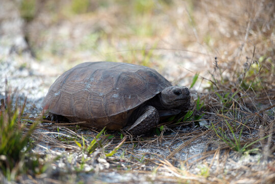 Gopher-tortoise turtle stock photos. Close-up in the field with foliage background, displaying  head, eyes, mouth, paws, turtle shell in its environment and habitat and  basking in sunlight. Image. 