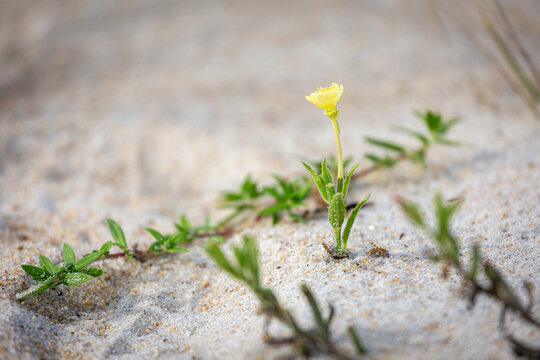 Small yellow flower growing in sand - Powered by Adobe