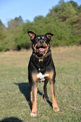 On self-isolation, you can walk your dog in the Park on a hot autumn day. The dog runs merrily for sticks.