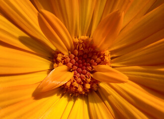 Macro of orange flower calendula nature background