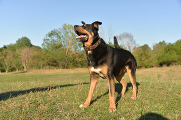 On self-isolation, you can walk your dog in the Park on a hot autumn day. The dog runs merrily for sticks.