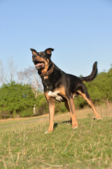 On self-isolation, you can walk your dog in the Park on a hot autumn day. The dog runs merrily for sticks.