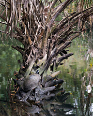 Red-bellied stock photos. Red-bellied turtle close-up profile view at the bottom of a palm tree by the water exposing its body, head, in its environment and habitat. Endangered species. Image.
