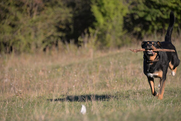 On self-isolation, you can walk your dog in the Park on a hot autumn day. The dog runs merrily for sticks.