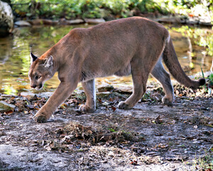 Panther Florida stock photos.  Close-up profile view walking by the water with a foliage and water ...