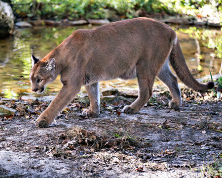 Florida Panther Bilder Durchsuchen 753 Archivfotos,