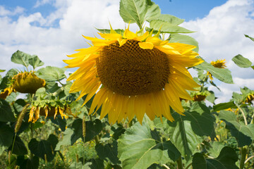 sunflower stands in a sunflower field