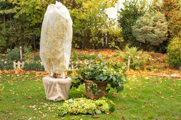 Tree in pot is wrapped in fleece for the winter. Autumn work in the garden. Hydrangea, the flowers...
