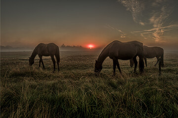 Horses grazing an early morning in the misty sunrise