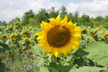 sunflower stands in a sunflower field