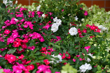 Fototapeta na wymiar spring flowers in the garden