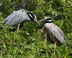 Yellow-crowned Night-Heron Stock Photos. Couple perched in courtship with a profile view with a foreground and background of foliage in their environment and habitat. Image. Picture. Portrait.