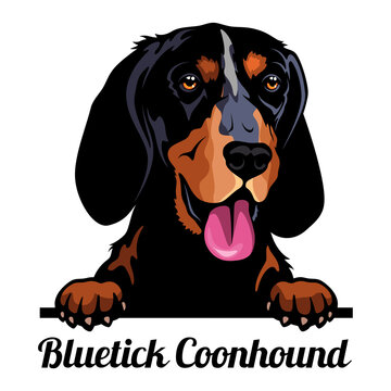 bluetick coonhound nederland