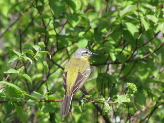 wagtail on a branch