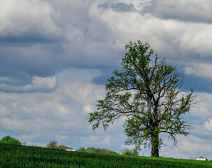 lonely tree in the field