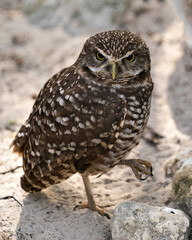 Owl stock photos. Owl close-up view on sand with blur rock background, displaying brown feathers in environment and habitat. Picture. Image. Portrait.