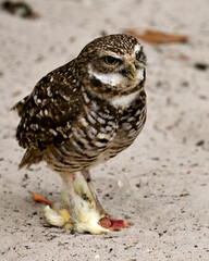 Owl stock Photo. Ow bird close-up profile view standing on its prey and looking at you in its environment and surrounding. Picture. Image. Portrait.