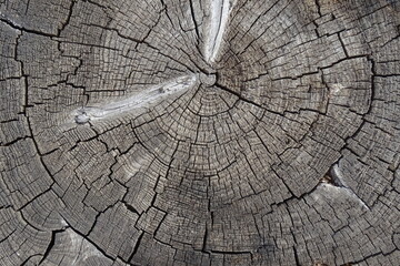 Fototapeta premium Old cracked tree stump texture. Natural wooden background.