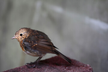 little bird on a branch, robin songbird