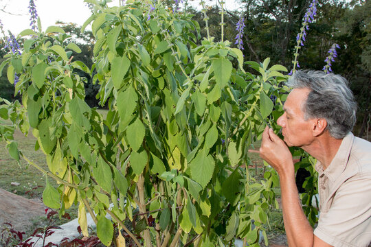 Biologist examine the leaves of a Boldo plant/tree that are used for herbal medicine and found throughout Chile, Argentina, Peru, Bolivia, and Brazil 