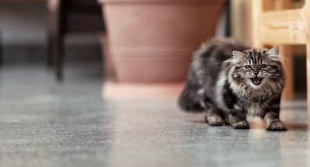 Britisch Langhaar Tabby Kitten Katzenbaby spielt auf dem Balkon 