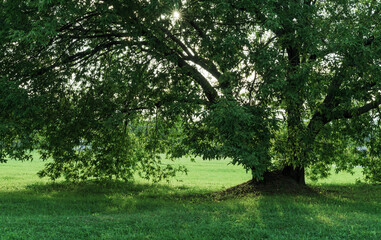 Large tree with spreading branches and sun glare.