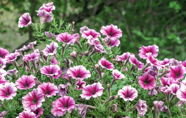 Purple petunia flowers are annual garden or balcony ornamental plants.