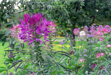 Purply flowers of cleoma prickly or the spider flower are an annual plant from the caper family.