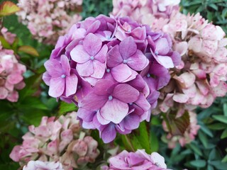 pink hydrangea flowers