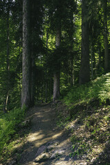 forest landscape in the mountains. Wild journey, Outdoor adventure, Camping travel.