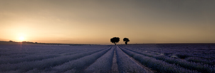 sunset in the field, lavender , spain , brihuega