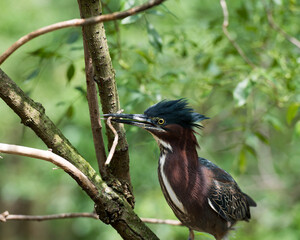 Green Heron Stock photo. Green Heron bird with a branch in its beak perched on a tree displaying  body, beak, head, eye, feet with a blur background in its environment and habitat.