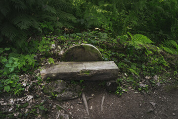 forest landscape in the mountains. Wild journey, Outdoor adventure, Camping travel.