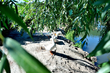 four geese on the river bank as texture for background, wallpaper