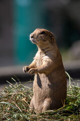 Blacktail prairie dog securing the area