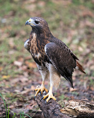 Hawk stock photo.  Close-up profile view perched displaying brown plumage, body, head, eye, beak, tail, feet, feathers with a blur background in its habitat and environment looking to the left side. 