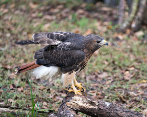 Hawk stock photo. Close-up profile view perched displaying brown fluffy plumage, wings, head, beak, tail, feathers with a blur background in its habitat and environment looking to the right side. 