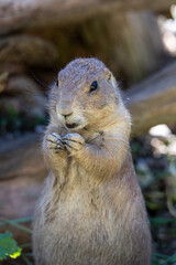 Blacktail prairie dog eats with open mouth