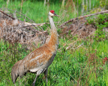 Sand hill crane Stock Photos.  Close-up profile view in the field, displaying its heart crown head, grey feather plumage, long legs in its environment and habitat.  Image. Picture. Portrait.