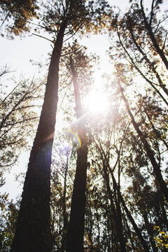 tree trunks in the forest with in strong sunlight behind
