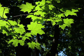 Fototapeta na wymiar Bright green maple leaves in sunlight. Natural background