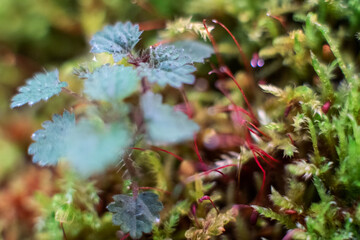 Macro of bryum moss Pohlia nutans with dew drops on forest floor over dark green background