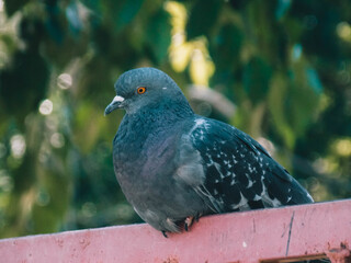 pigeon in the park