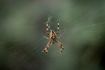 Close up photo of spider on web