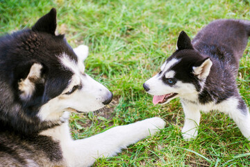 Siberian husky dog is playing with husky puppy on green grass. Two siberian husky are playing with each other in the park